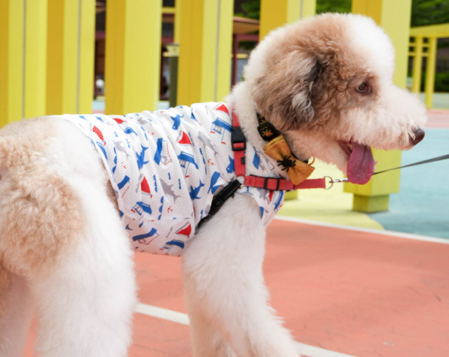 Chaviva –Your Pup’s Newest Wardrobe Drop