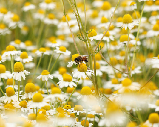 SPRING FINDS AT MY LITTLE KORNER