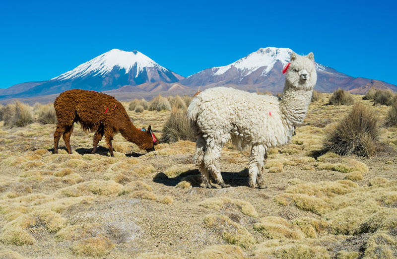 Alpacas in Bolivian highlands