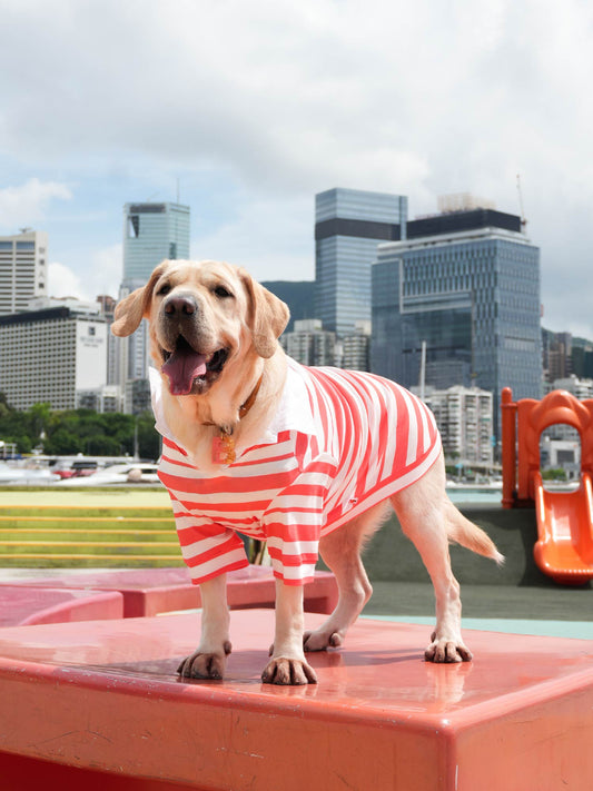 Dog Coral Stripe Short‑Sleeve Polo Shirt